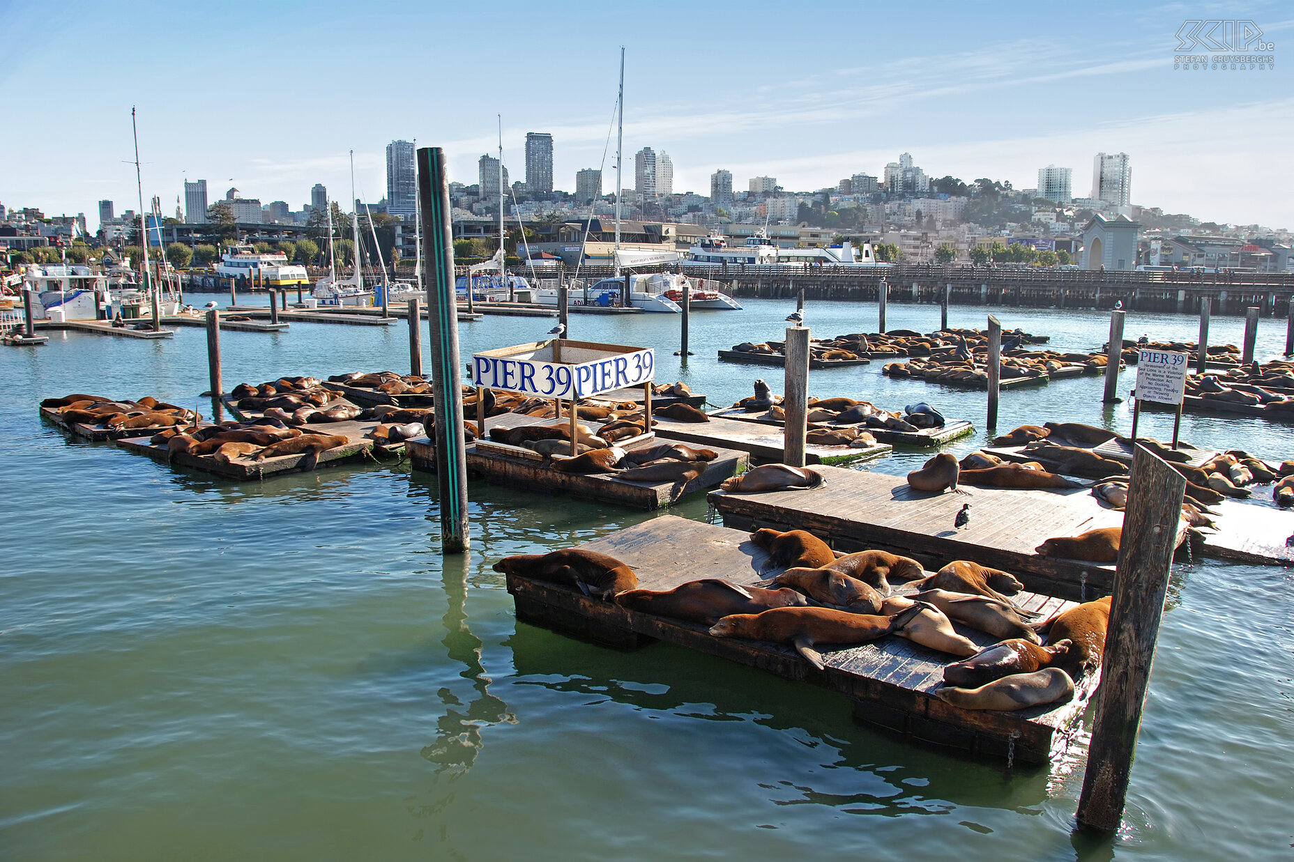 San Francisco - Pier 39 - Zeeleeuwen Verder verkennen we de bekendste symbolen van deze stad zoals de vele steile heuvels, de Victoriaanse huizen, de Golden Gate Bridge, het gezellige Chinatown, de kabeltrams, Palace of Fine Arts, ... Fishermans's Wharf is de zeer toeristische buurt op de pieren aan de haven. Aan Pier 39 ligt er altijd een grote groep zeeleeuwen. Stefan Cruysberghs